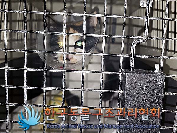보호중 한국 고양이…